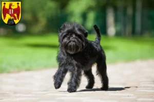 Read more about the article Affenpinscher breeders and puppies in Burgenland