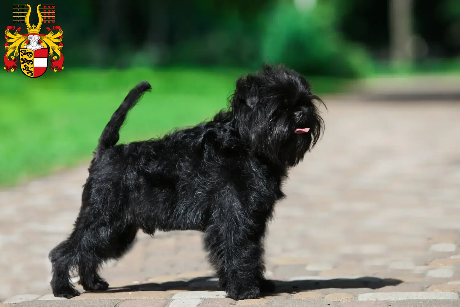 Read more about the article Affenpinscher breeders and puppies in Carinthia