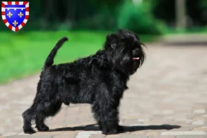 Read more about the article Affenpinscher breeders and puppies in Centre-Val de Loire