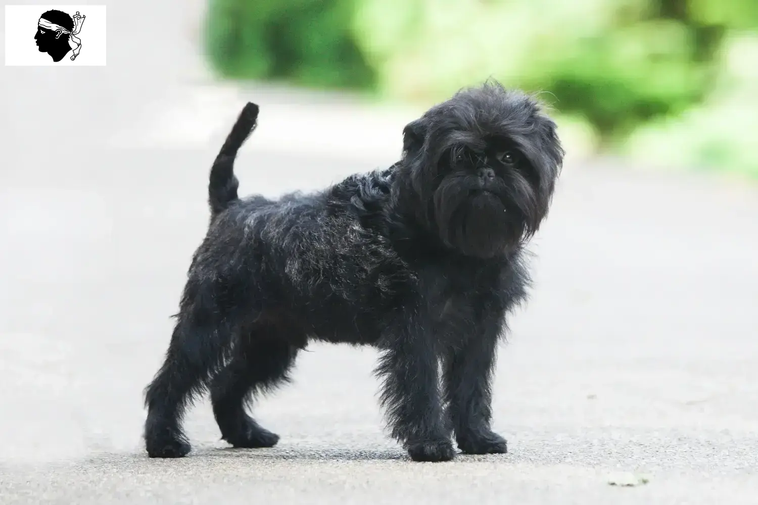 Read more about the article Affenpinscher breeders and puppies in Corsica