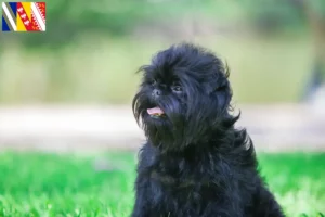 Read more about the article Affenpinscher breeders and puppies in Grand Est