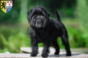 Read more about the article Affenpinscher breeders and puppies in Hauts-de-France
