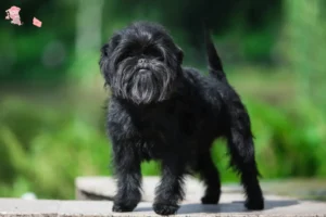 Read more about the article Affenpinscher breeders and puppies in Hovedstaden
