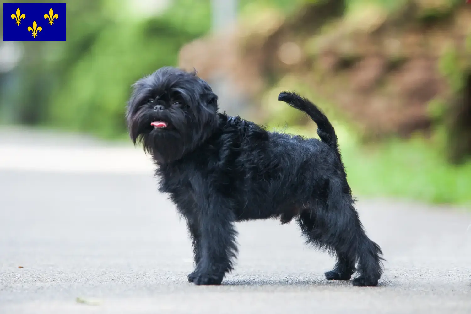 Read more about the article Affenpinscher breeders and puppies in Île-de-France