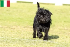 Read more about the article Affenpinscher breeders and puppies in Italy