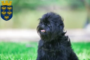 Read more about the article Affenpinscher breeders and puppies in Lower Austria