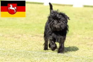 Read more about the article Affenpinscher breeders and puppies in Lower Saxony