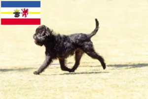 Read more about the article Affenpinscher breeders and puppies in Mecklenburg-Vorpommern