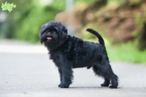 Read more about the article Affenpinscher breeders and puppies in Midtjylland