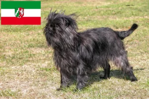 Read more about the article Affenpinscher breeders and puppies in North Rhine-Westphalia