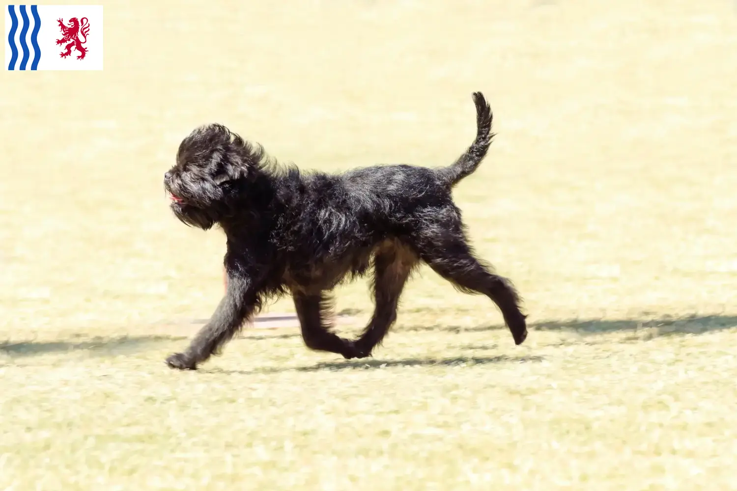 Read more about the article Affenpinscher breeders and puppies in Nouvelle-Aquitaine