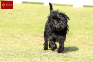 Read more about the article Affenpinscher breeders and puppies in Occitania