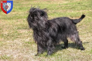 Read more about the article Affenpinscher breeders and puppies in Pays de la Loire