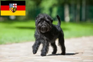 Read more about the article Affenpinscher breeders and puppies in Saarland