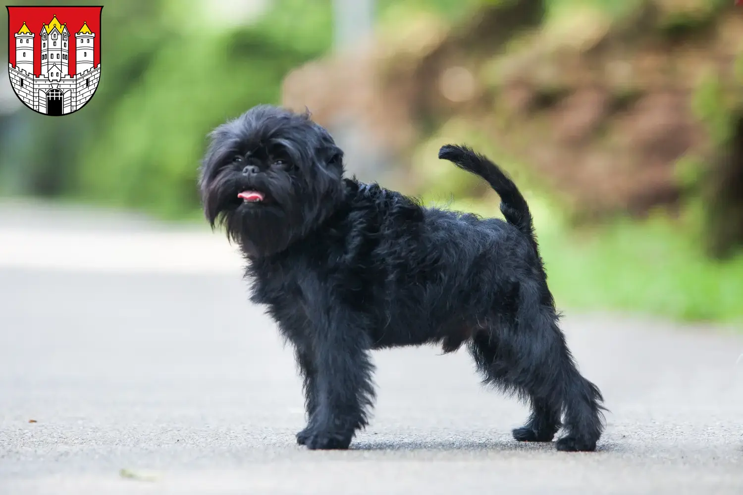 Read more about the article Affenpinscher breeders and puppies in Salzburg