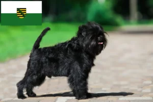 Read more about the article Affenpinscher breeders and puppies in Saxony