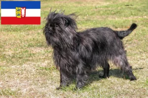 Read more about the article Affenpinscher breeders and puppies in Schleswig-Holstein