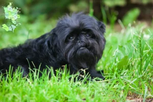Read more about the article Affenpinscher breeders and puppies in Sjælland