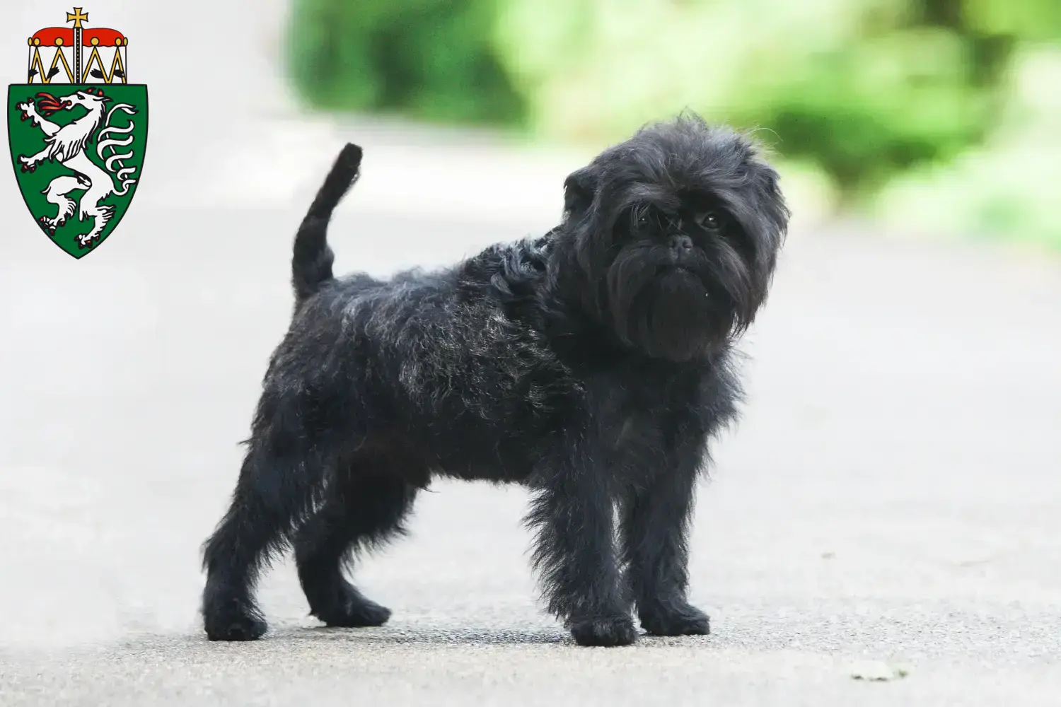 Read more about the article Affenpinscher breeders and puppies in Styria
