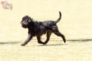 Read more about the article Affenpinscher breeders and puppies in Syddanmark