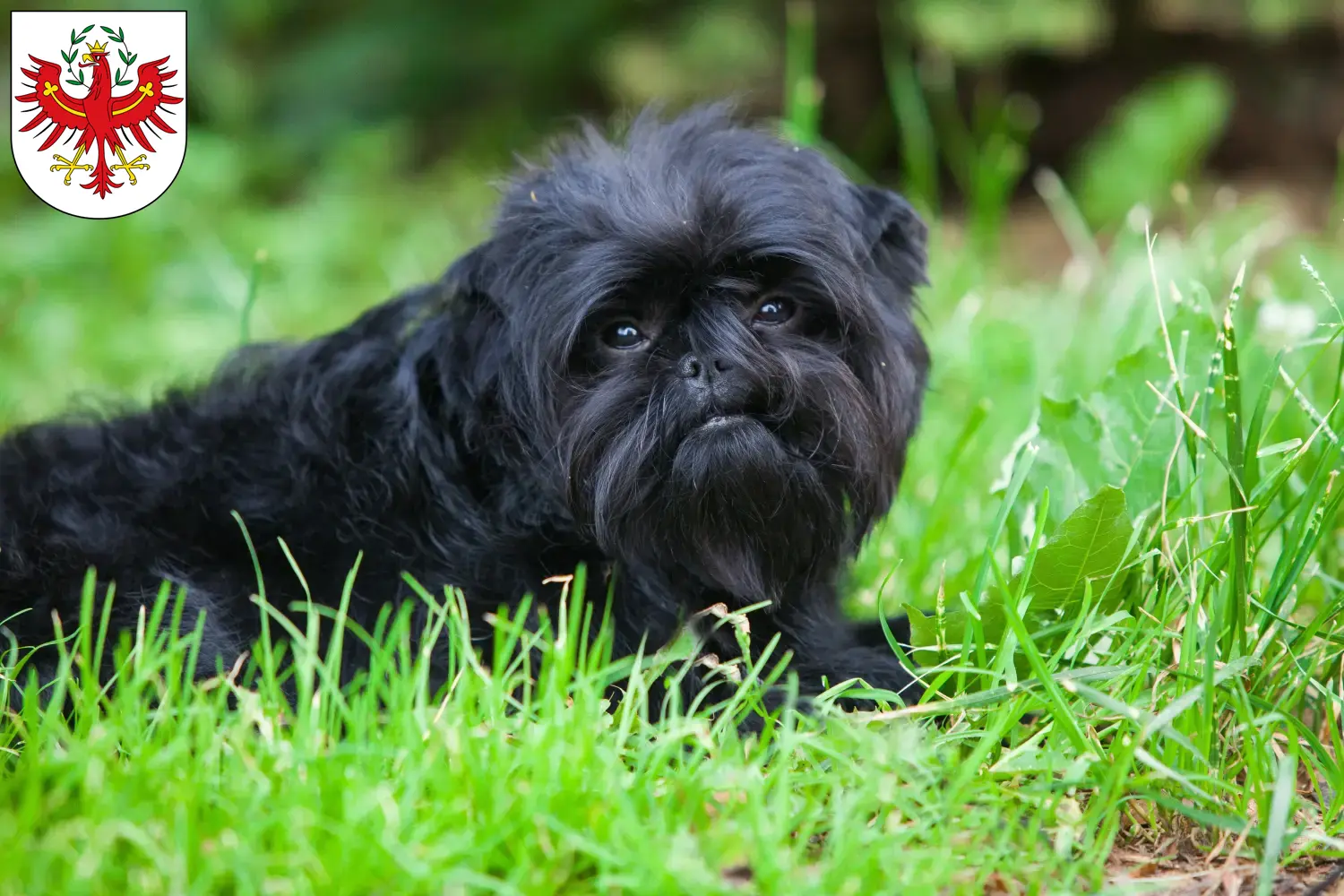 Read more about the article Affenpinscher breeders and puppies in Tyrol