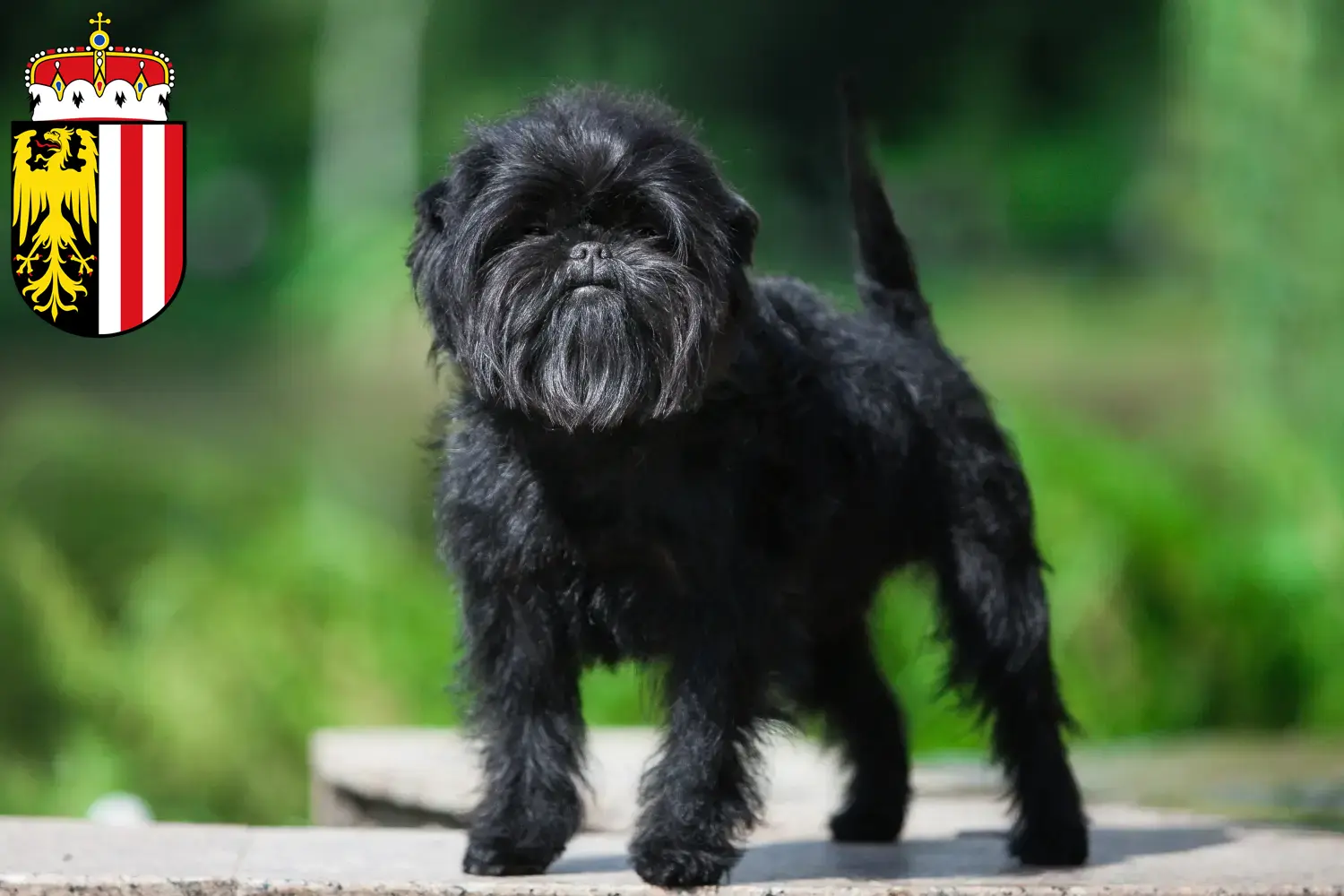 Read more about the article Affenpinscher breeders and puppies in Upper Austria