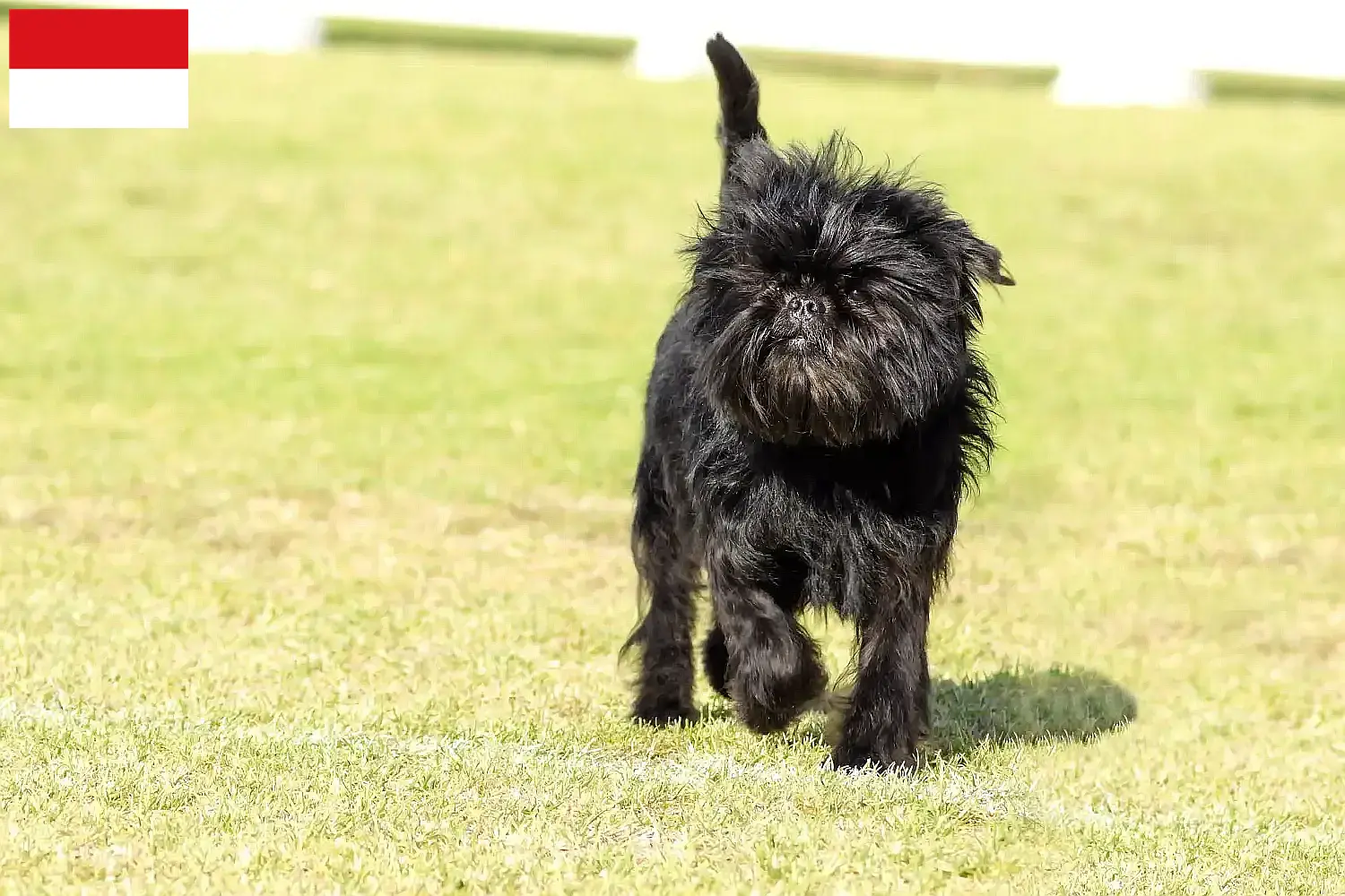 Read more about the article Affenpinscher breeders and puppies in Vienna