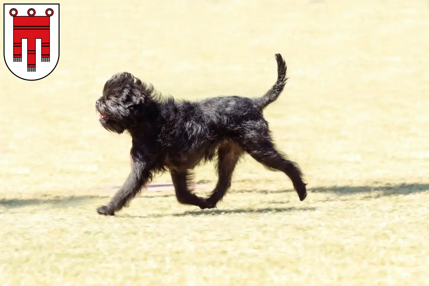 Read more about the article Affenpinscher breeders and puppies in Vorarlberg
