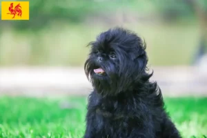 Read more about the article Affenpinscher breeders and puppies in Walloon Region