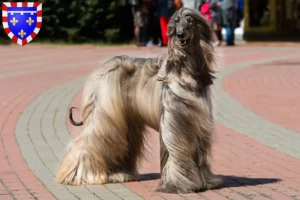 Read more about the article Afghan Hound breeder and puppies in Centre-Val de Loire