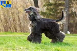 Read more about the article Afghan Hound breeder and puppies in Olomouc