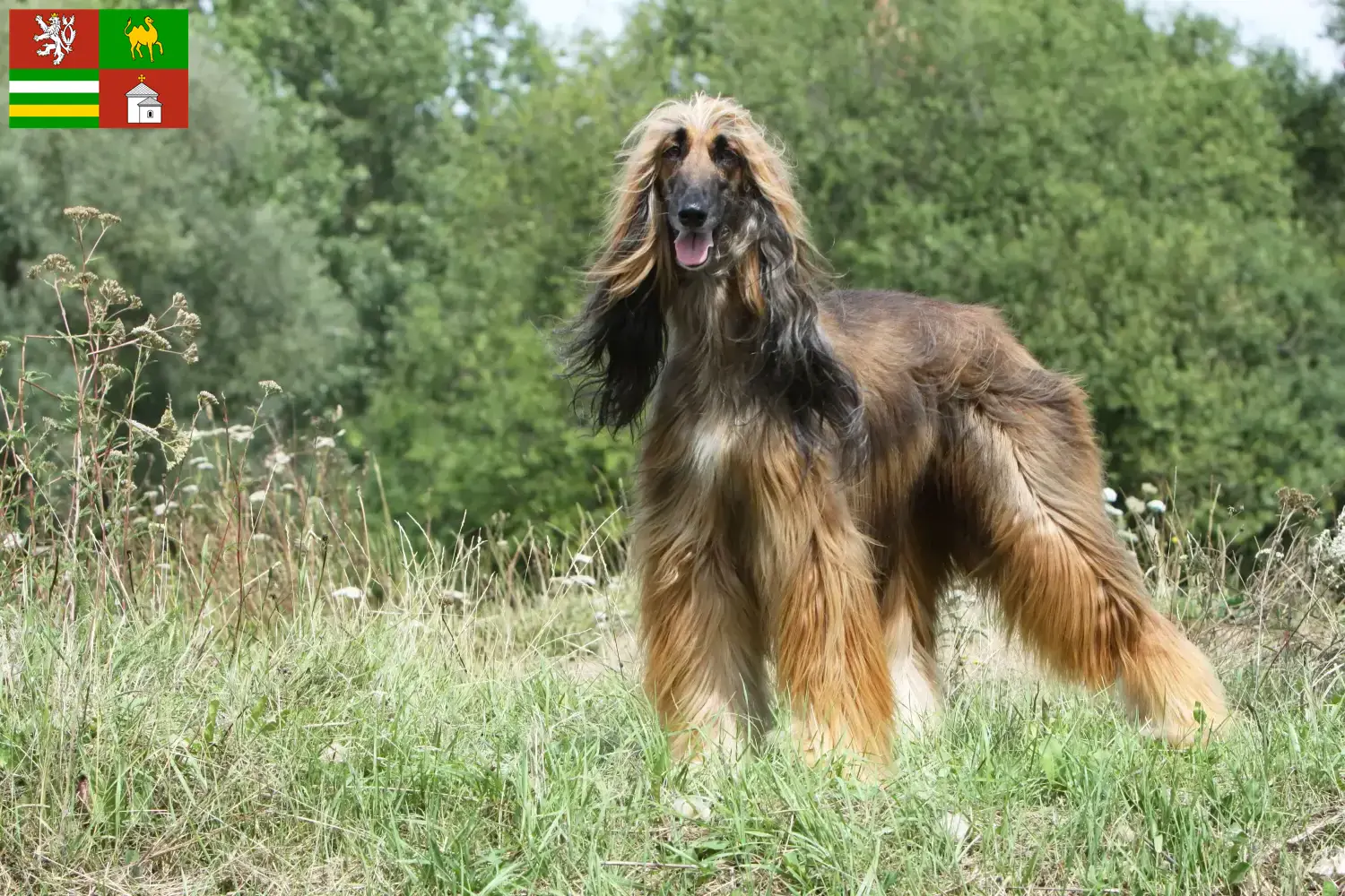 Read more about the article Afghan Hound breeder and puppies in Pilsen