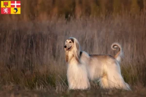Read more about the article Afghan Hound breeders and puppies in Auvergne-Rhône-Alpes