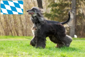 Read more about the article Afghan Hound breeders and puppies in Bavaria