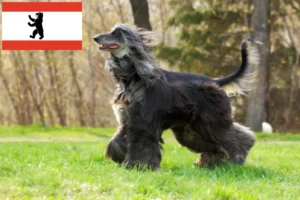 Read more about the article Afghan Hound breeder and puppies in Berlin