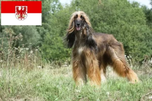 Read more about the article Afghan Hound breeders and puppies in Brandenburg