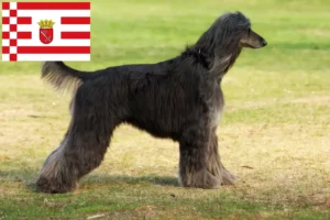 Read more about the article Afghan Hound breeder and puppies in Bremen