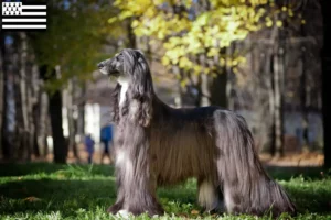 Read more about the article Afghan Hound breeders and puppies in Brittany