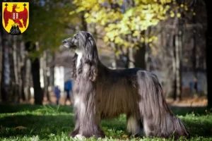 Read more about the article Afghan Hound breeders and puppies in Burgenland