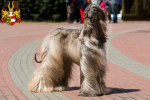 Read more about the article Afghan Hound breeders and puppies in Carinthia