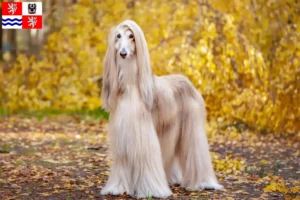 Read more about the article Afghan Hound breeder and puppies in Central Bohemia