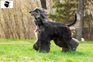 Read more about the article Afghan Hound breeders and puppies in Corsica