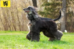 Read more about the article Afghan Hound breeders and puppies in Flanders