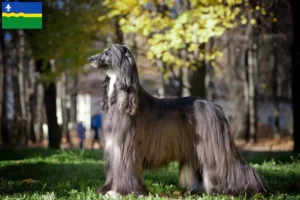 Read more about the article Afghan Hound breeders and puppies in Flevoland