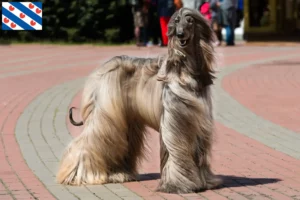 Read more about the article Afghan Hound breeder and puppies in Friesland