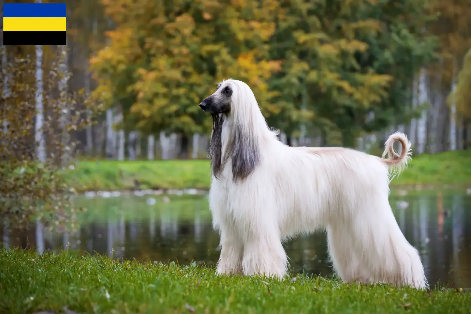 Read more about the article Afghan Hound breeders and puppies in Gelderland