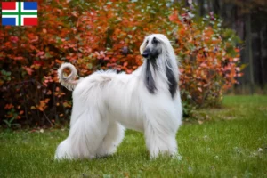 Read more about the article Afghan Hound breeder and puppies in Groningen