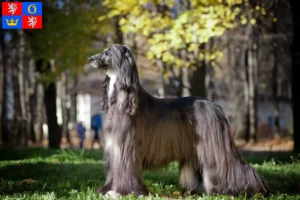 Read more about the article Afghan Hound breeder and puppies in Hradec Králové