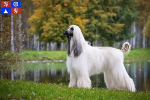 Read more about the article Afghan Hound breeder and puppies in Liberec