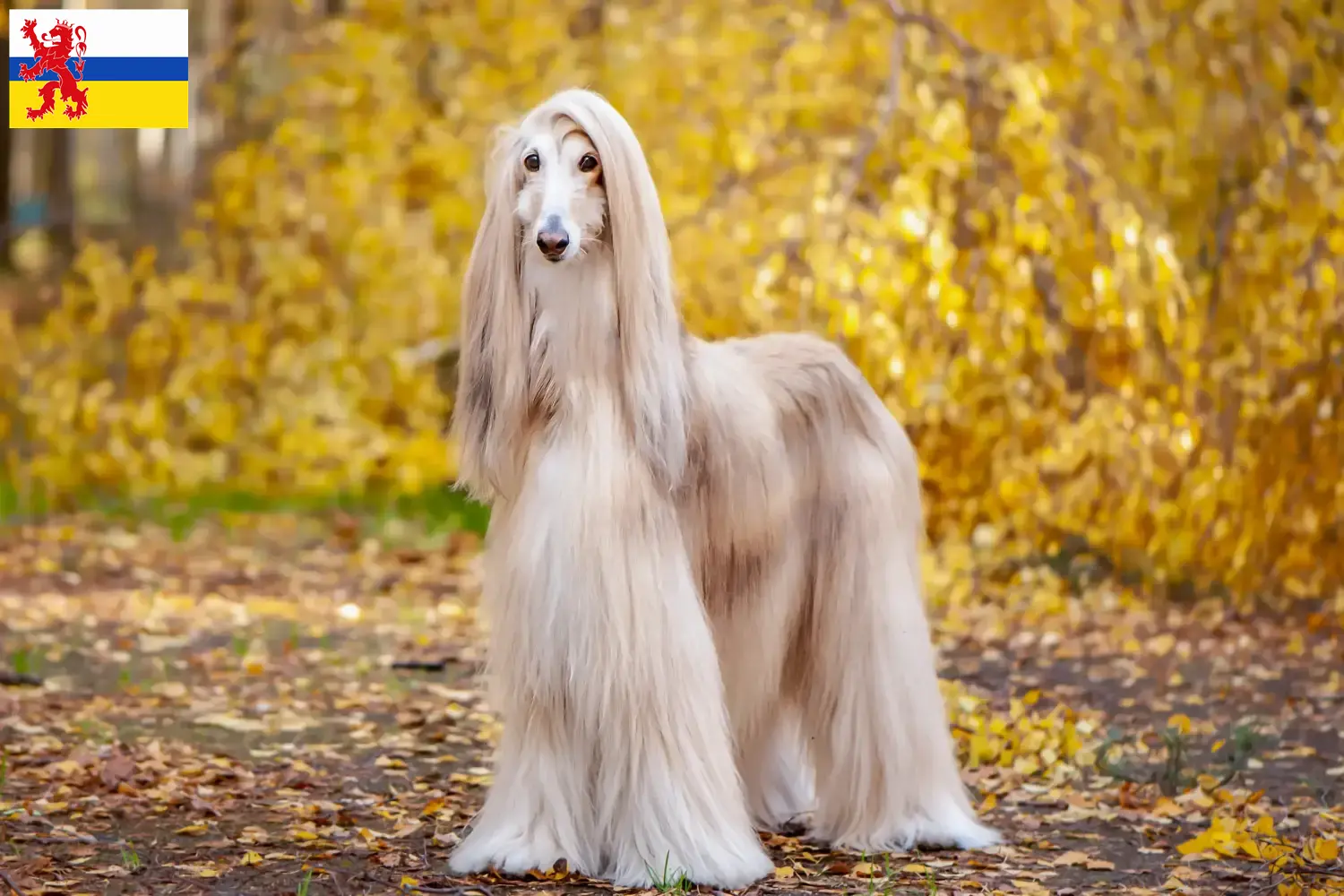 Read more about the article Afghan Hound breeder and puppies in Limburg